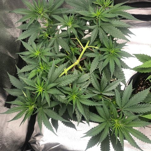 Big Bud growlog timeline photo