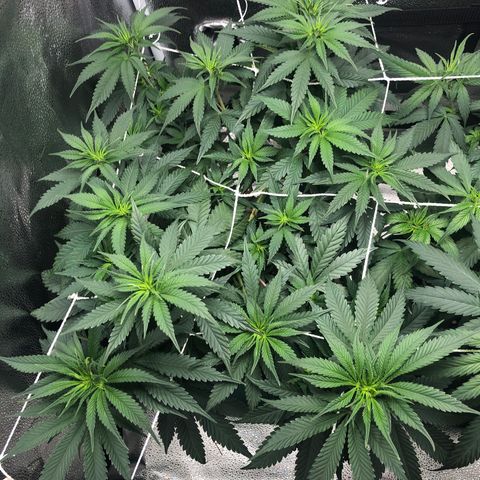 Big Bud growlog timeline photo