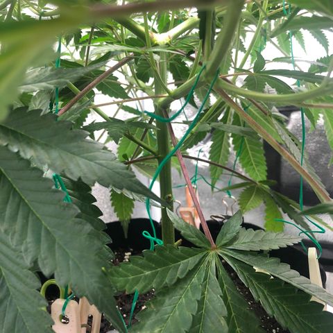 Big Bud growlog timeline photo