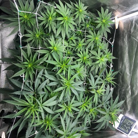 Big Bud growlog timeline photo
