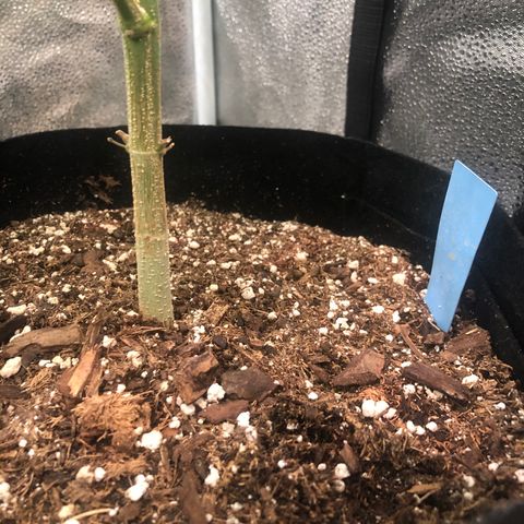 Big Bud growlog photo: Top dress with super soil + 1 liter h2o
