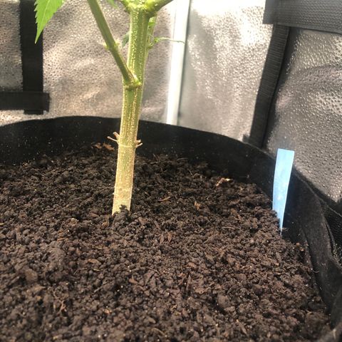 Big Bud growlog photo: Top dress with super soil + 1 liter h2o