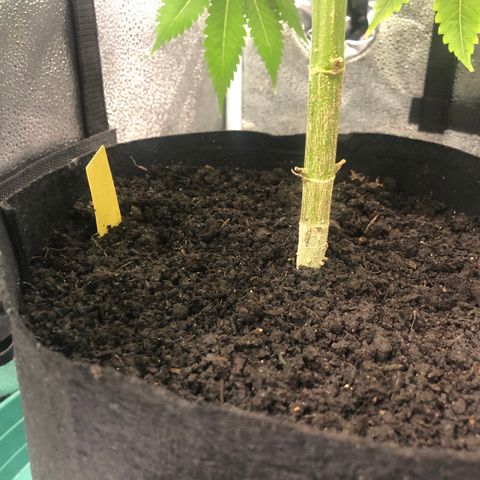 Big Bud growlog photo: Top dress with super soil + 1 liter h2o