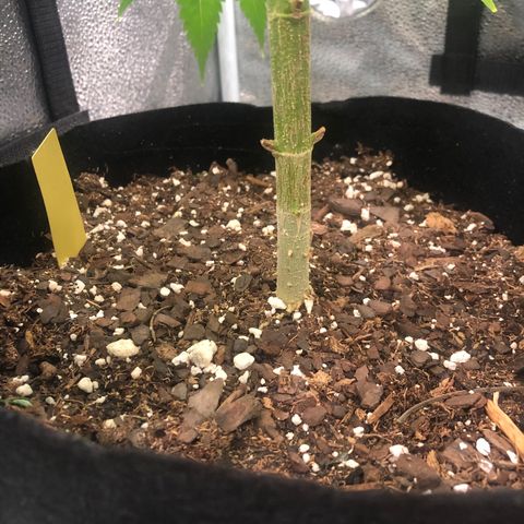 Big Bud growlog photo: Top dress with super soil + 1 liter h2o