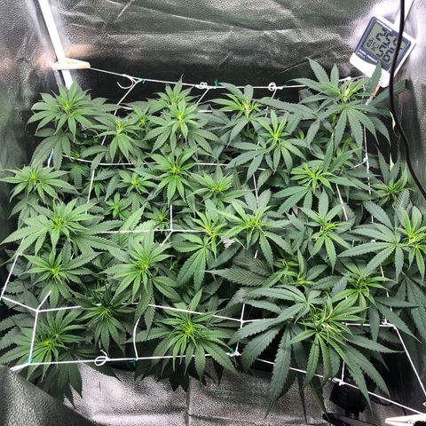 Big Bud growlog timeline photo