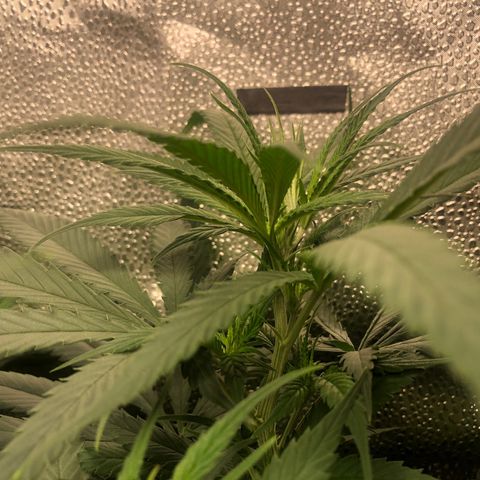 Big Bud growlog timeline photo