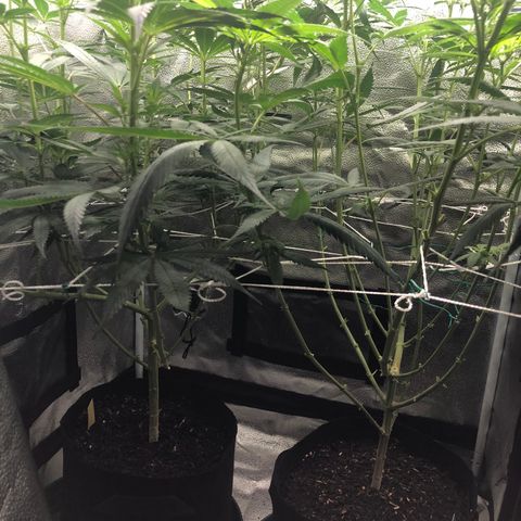 Big Bud growlog timeline photo