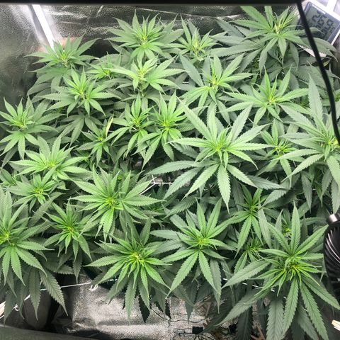 Big Bud growlog timeline photo