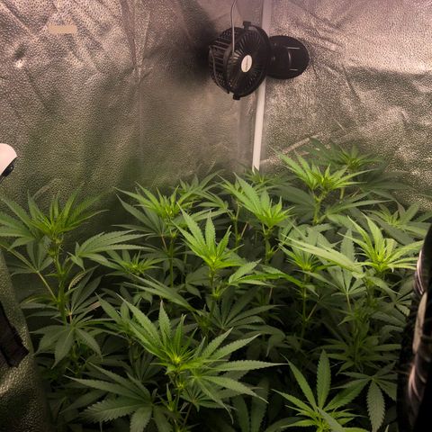 Big Bud growlog timeline photo