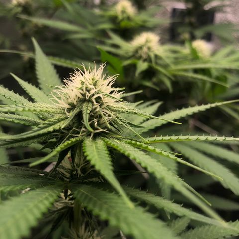 Big Bud growlog timeline photo