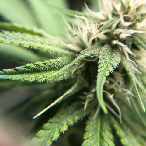 Big Bud growlog timeline photo