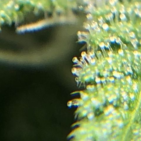 Big Bud growlog timeline photo