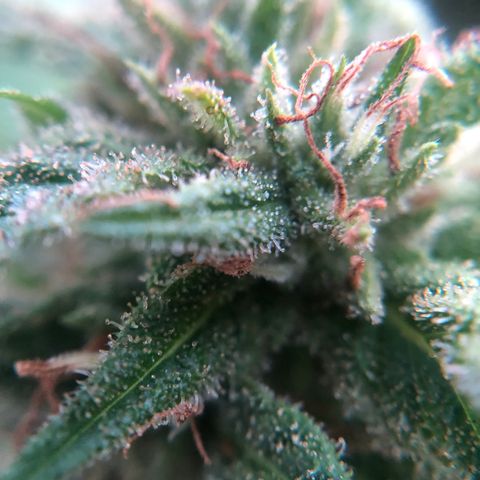 Big Bud growlog timeline photo