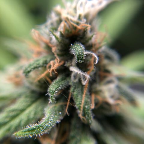 Big Bud growlog timeline photo
