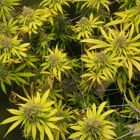 Big Bud growlog timeline photo