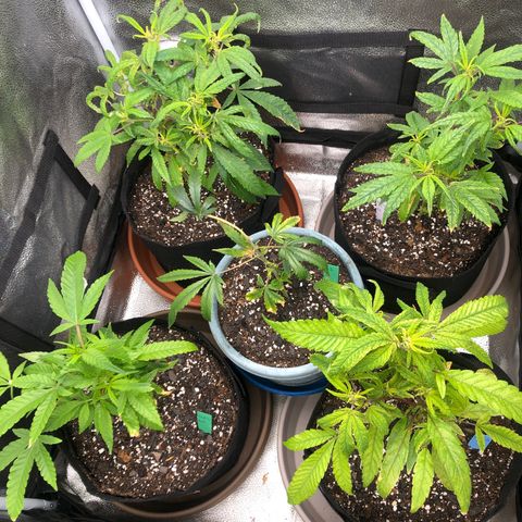 Big Bud growlog timeline photo