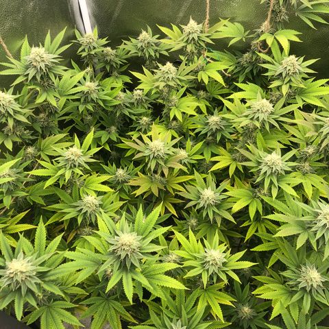 Gelato Jill growlog timeline photo