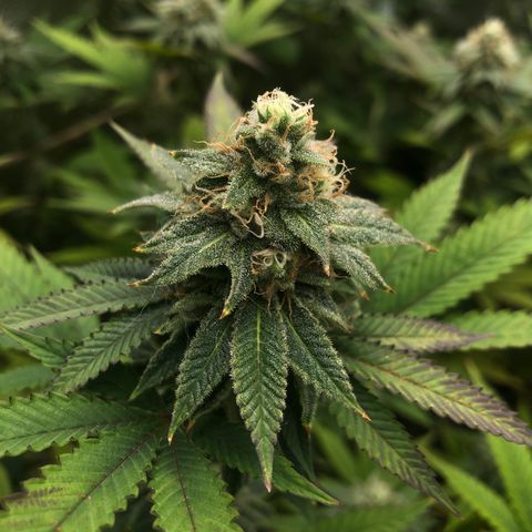 Gelato Jill growlog timeline photo