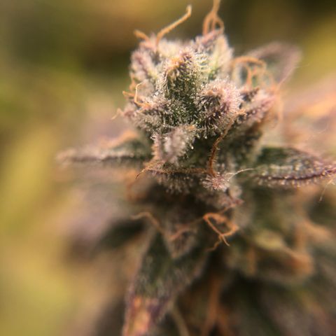 Gelato Jill growlog timeline photo