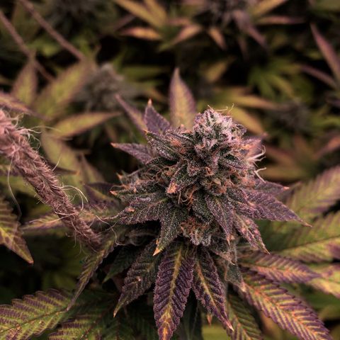 Gelato Jill growlog timeline photo
