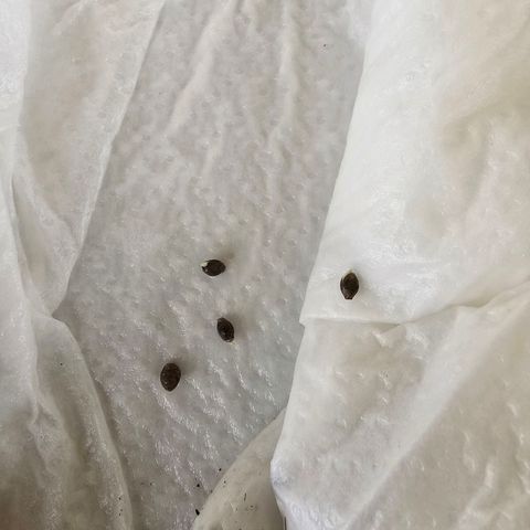 Zkittlez Auto growlog timeline photo