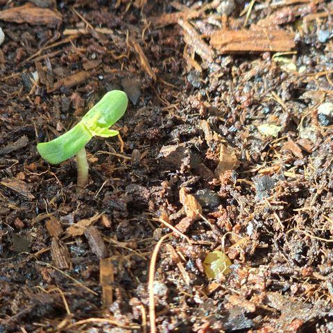 Zkittlez Auto growlog photo: First seedling
