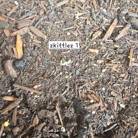 Zkittlez Auto growlog photo: 2nd seedling up
