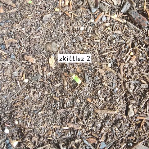 Zkittlez Auto growlog photo: 2nd seedling up