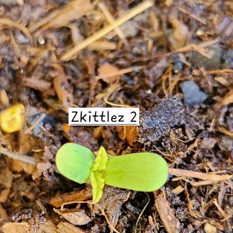 Zkittlez Auto growlog photo: 2nd seedling up