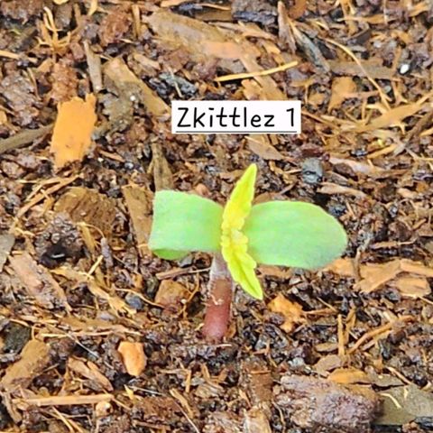 Zkittlez Auto growlog photo: 2nd seedling up