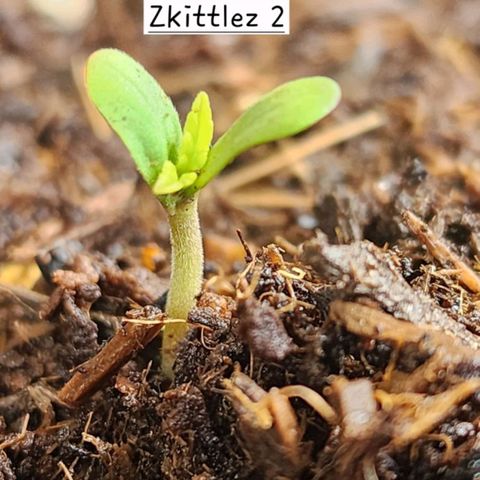 Zkittlez Auto growlog timeline photo