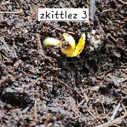 Zkittlez Auto growlog photo: Seedling 3 up and showing 