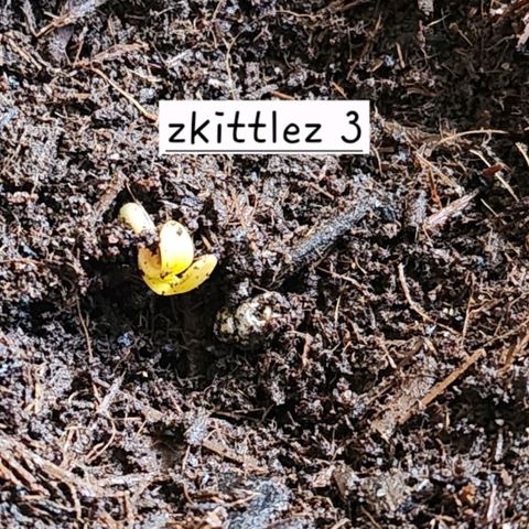 Zkittlez Auto growlog photo: Seedling 3 up and showing 
