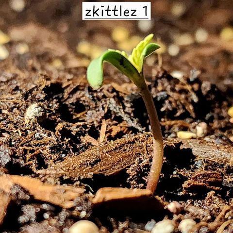 Zkittlez Auto growlog timeline photo