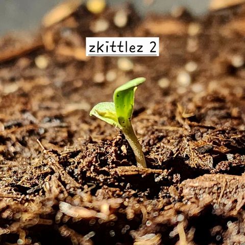 Zkittlez Auto growlog timeline photo