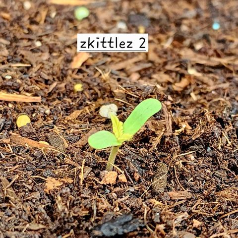 Zkittlez Auto growlog timeline photo