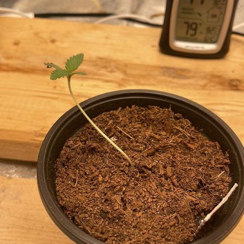American Pie growlog timeline photo