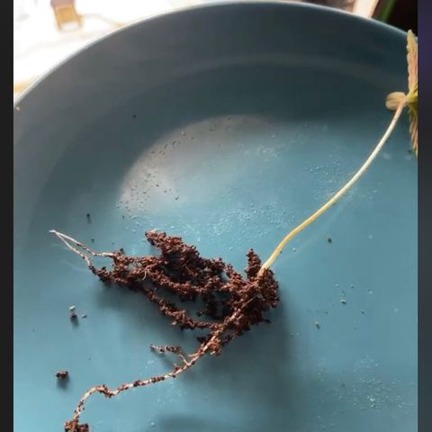 American Pie growlog timeline photo