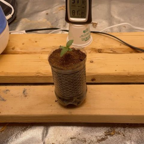 American Pie growlog timeline photo