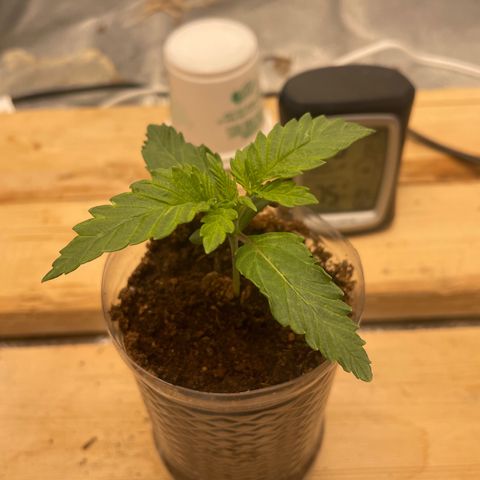 American Pie growlog timeline photo