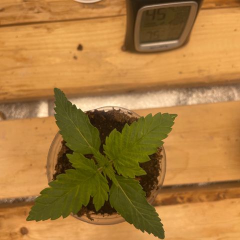 American Pie growlog timeline photo