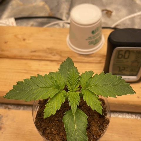 American Pie growlog timeline photo