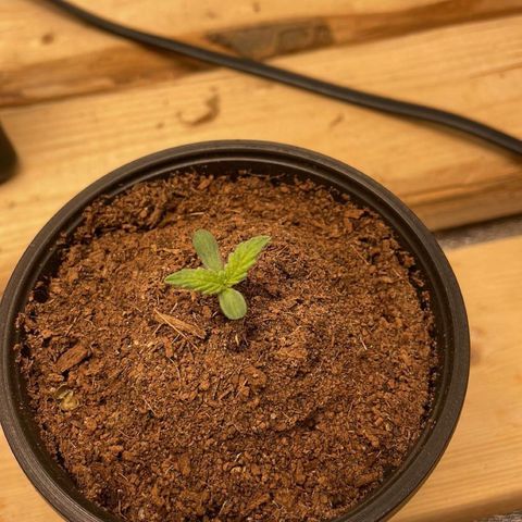 Super OG kush growlog timeline photo