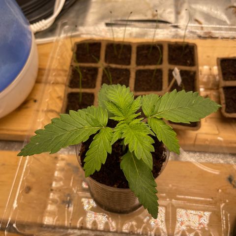 American Pie growlog timeline photo