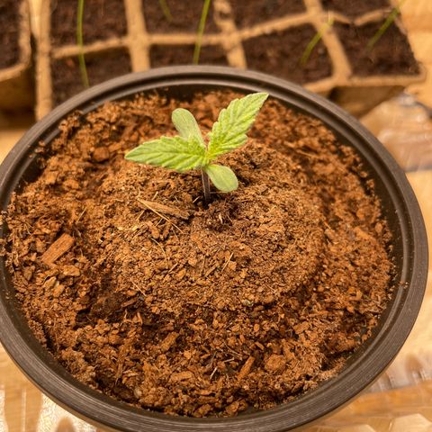 Super OG kush growlog timeline photo