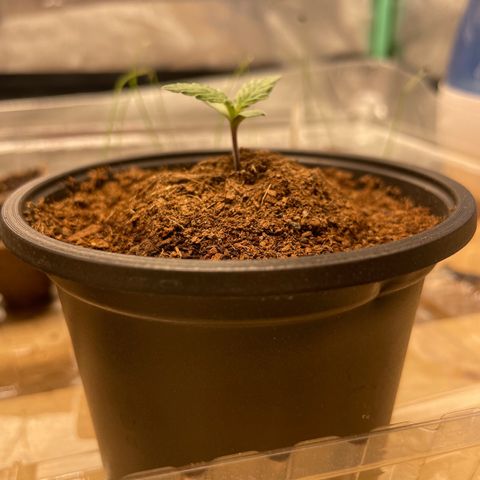 Super OG kush growlog timeline photo