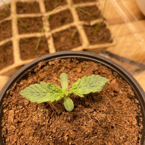 Super OG kush growlog timeline photo