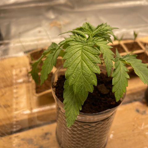 American Pie growlog timeline photo