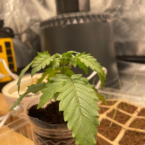American Pie growlog timeline photo