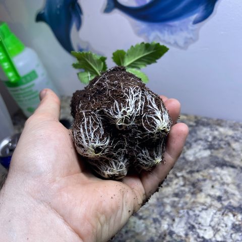 American Pie growlog timeline photo